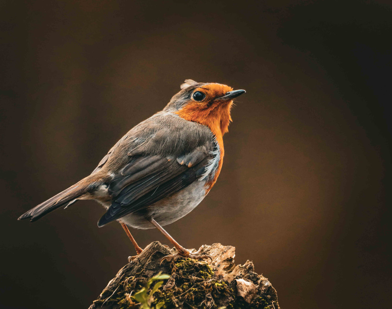 The 2026 Winter Finch Irruption: Why You’re Seeing Rare Birds in Your Yard This Year