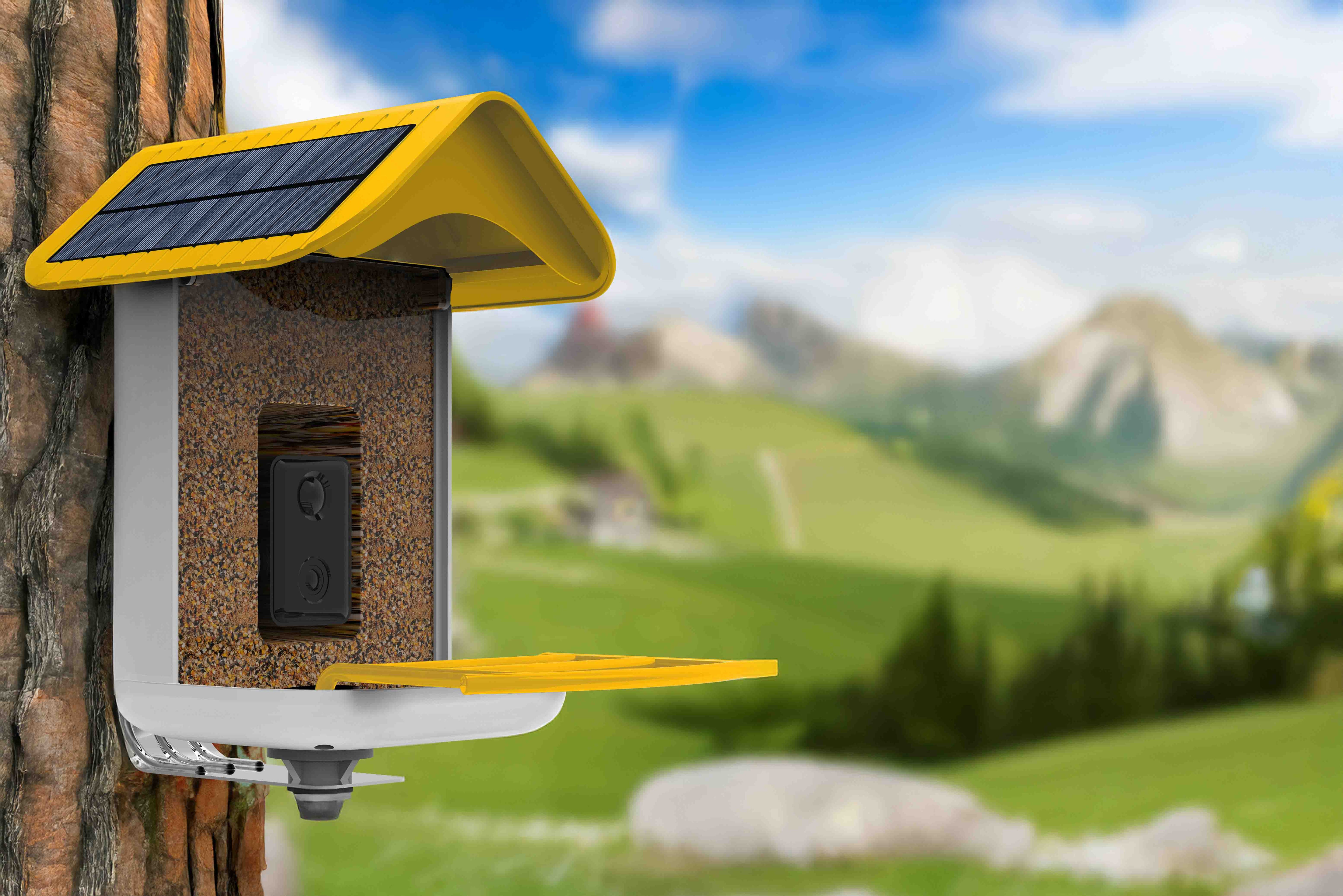 Cleaning Your Bird Feeder: Best Practices for Bird Health