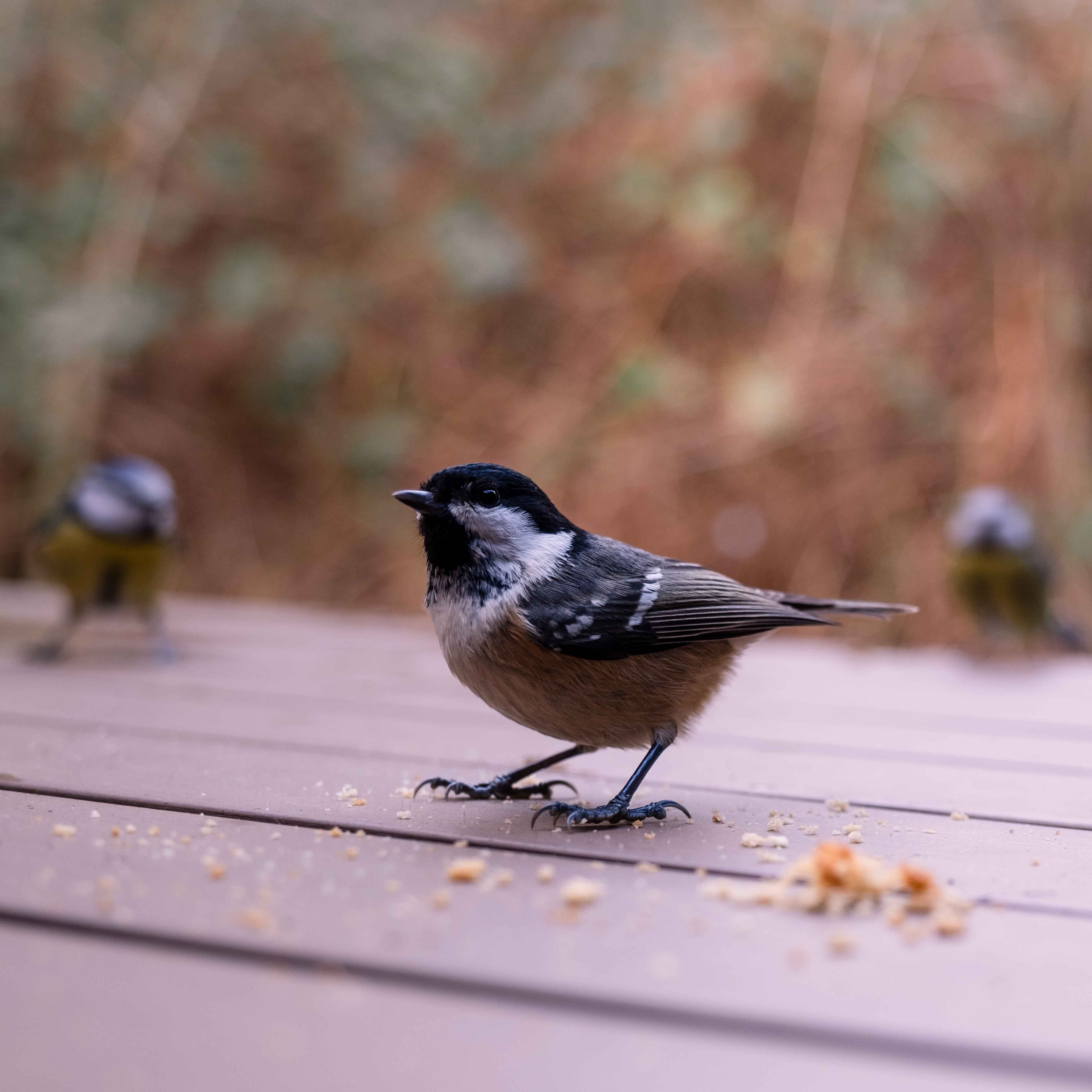 Cozy Backyard Moments: How to Create a Winter Birdwatching Space You’ll Love