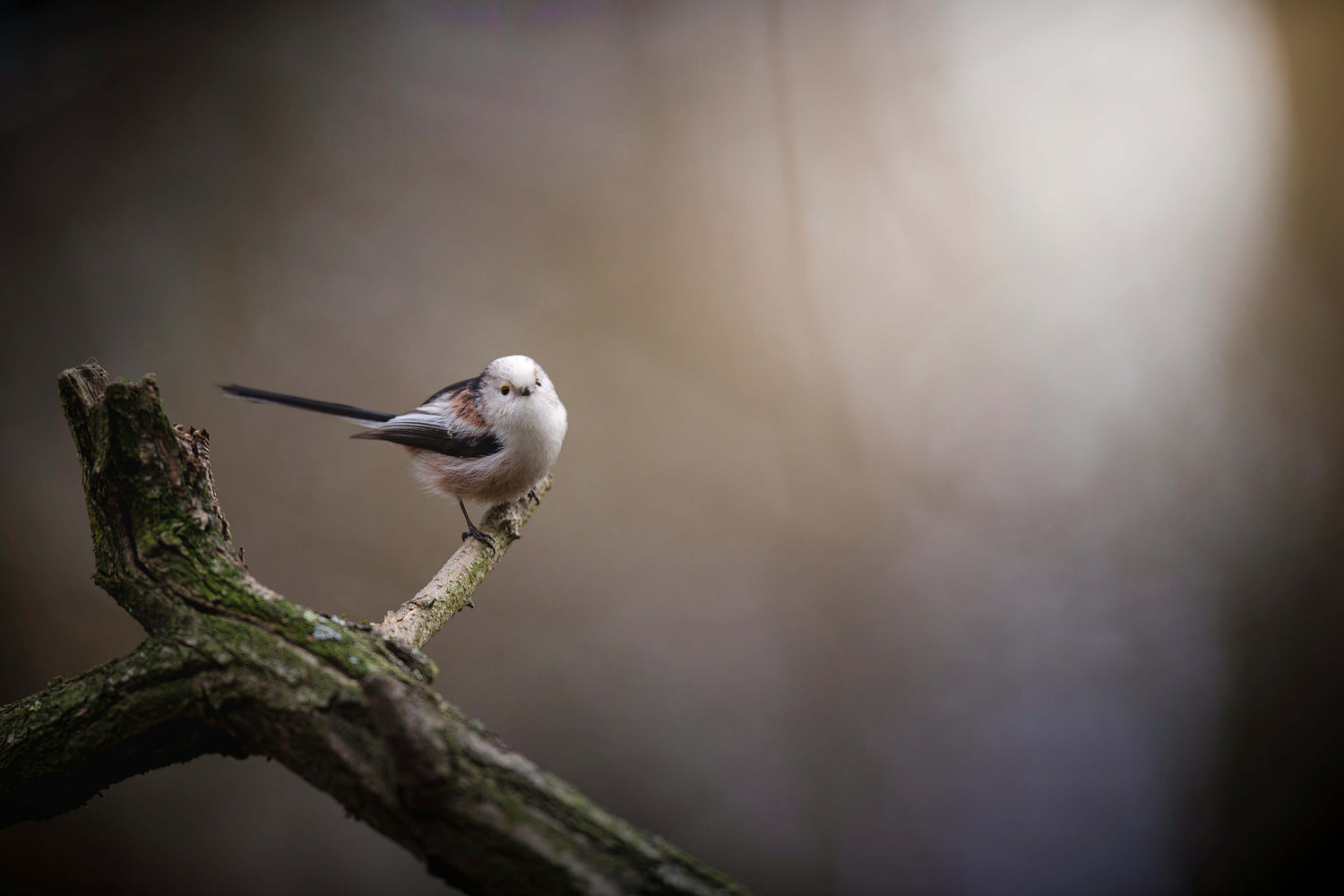 The Science of "Slow Nature": Using Your Smart Feeder to Fight Winter Blues