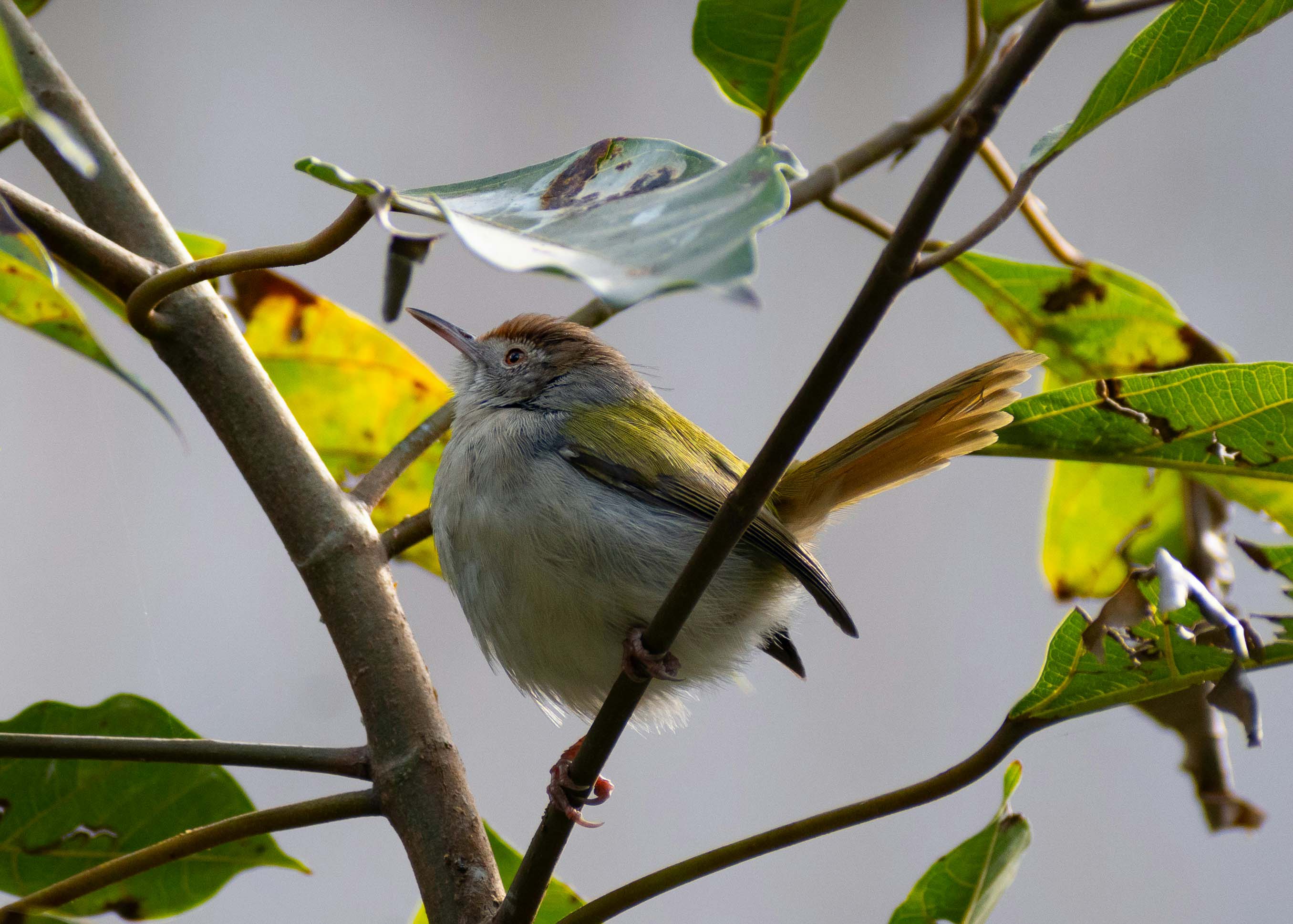 Setting Up a Year-Round Birdwatching Routine for 2026