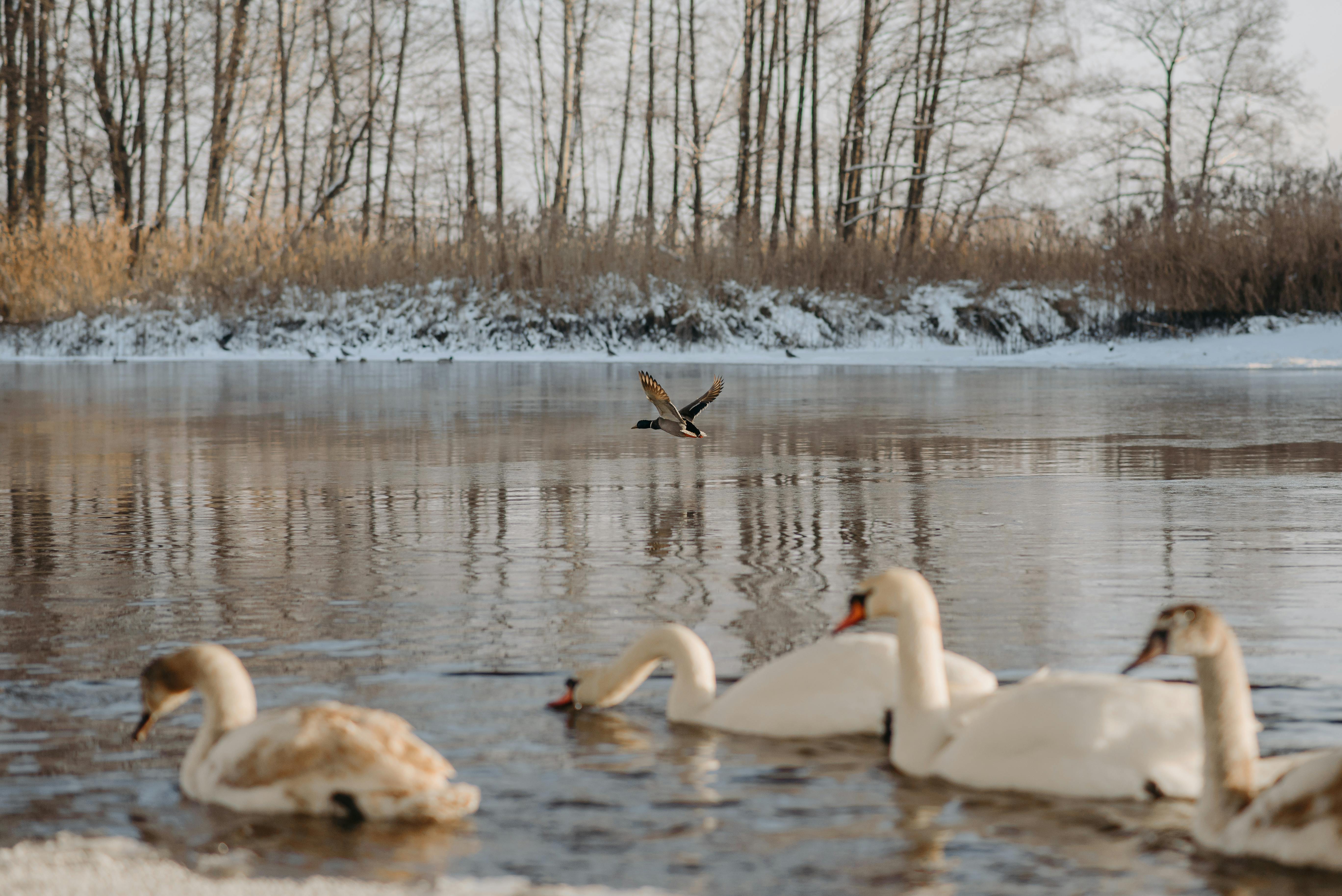 Preparing Your Backyard Feeders for the First Frost
