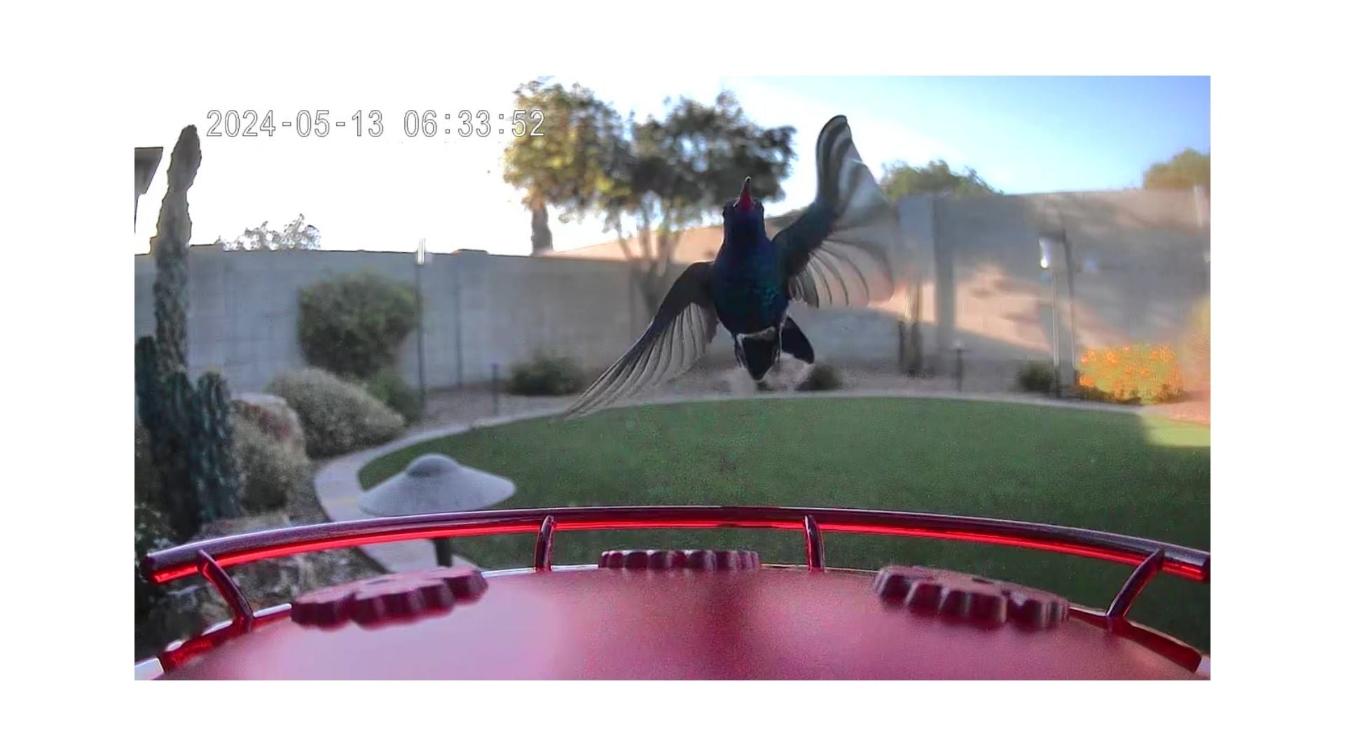 A bird swooping in to land on the perch of a smart hummingbird feeder that's in someone's backyard decorated with a cactus and rocks