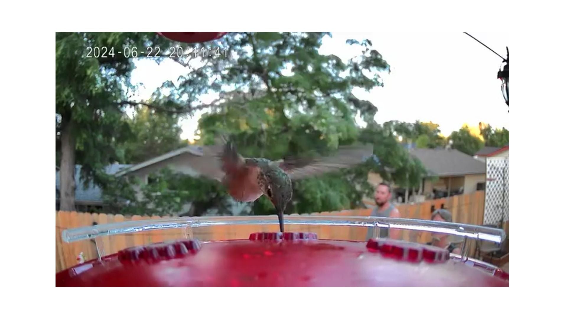 A hummingbird with it's beak in the feeder of a smart feeder in a backyard where two people are watching it drink