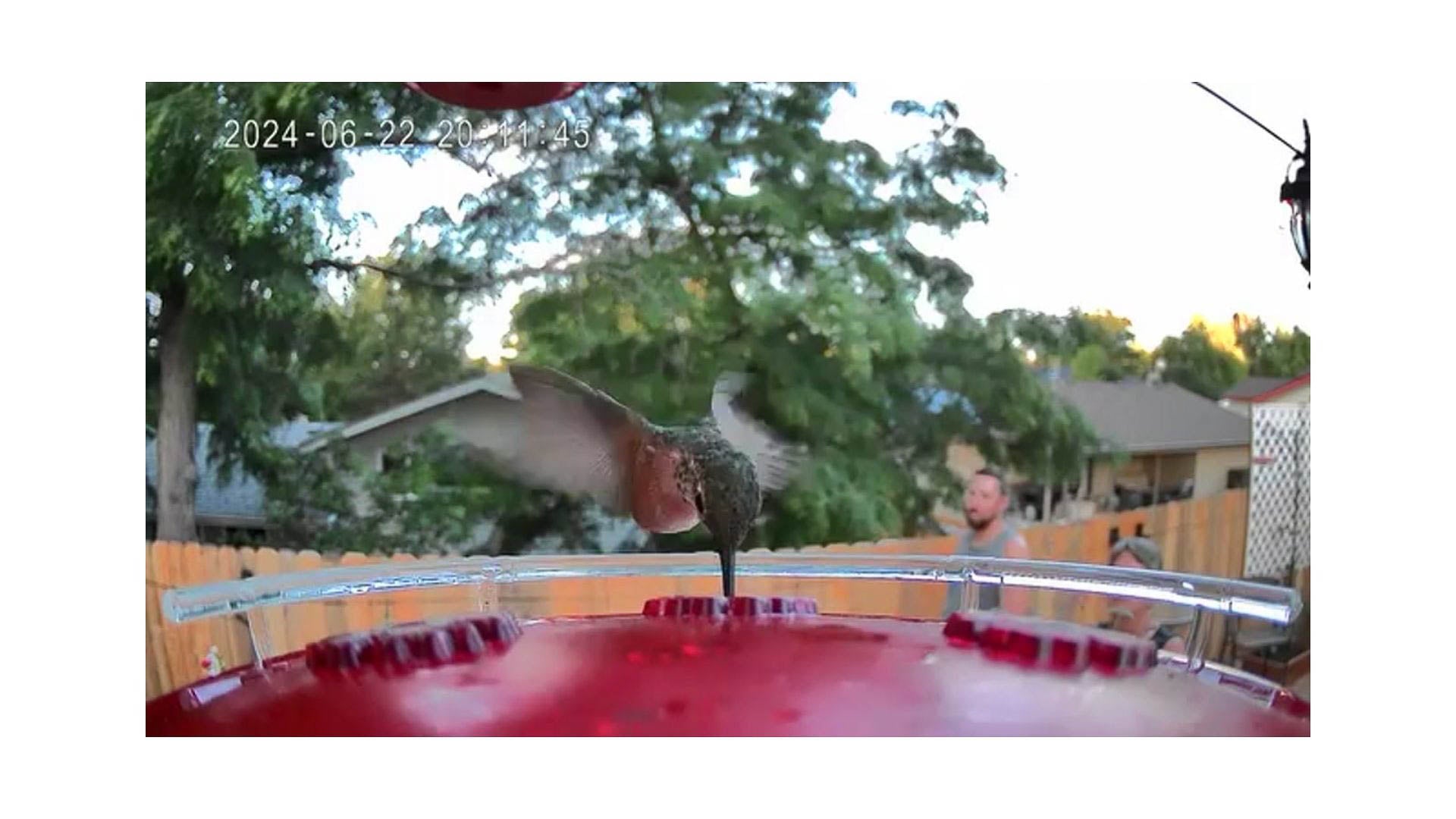 A hummingbird feeding while two people watch from their backyard with a house blurred in the background.