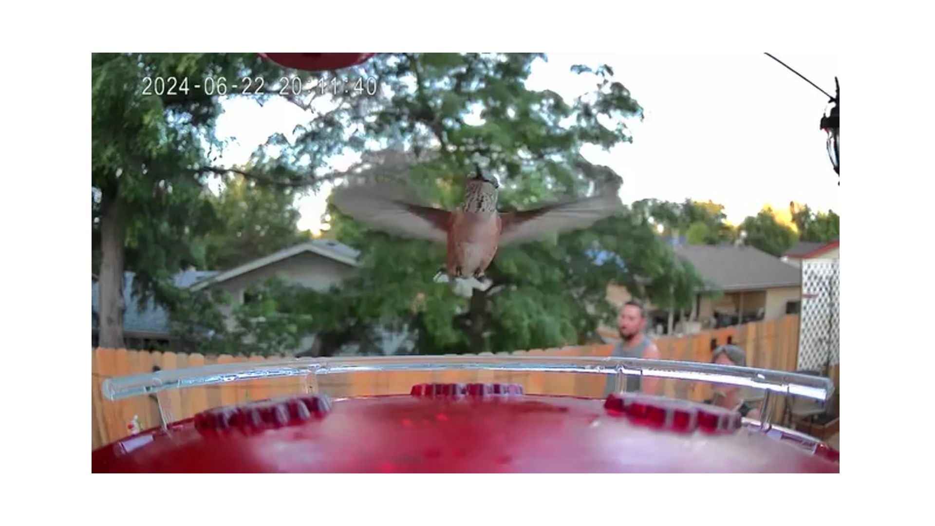 A hummingbird that is trying to land on the perch of a feeder while people watch from the background