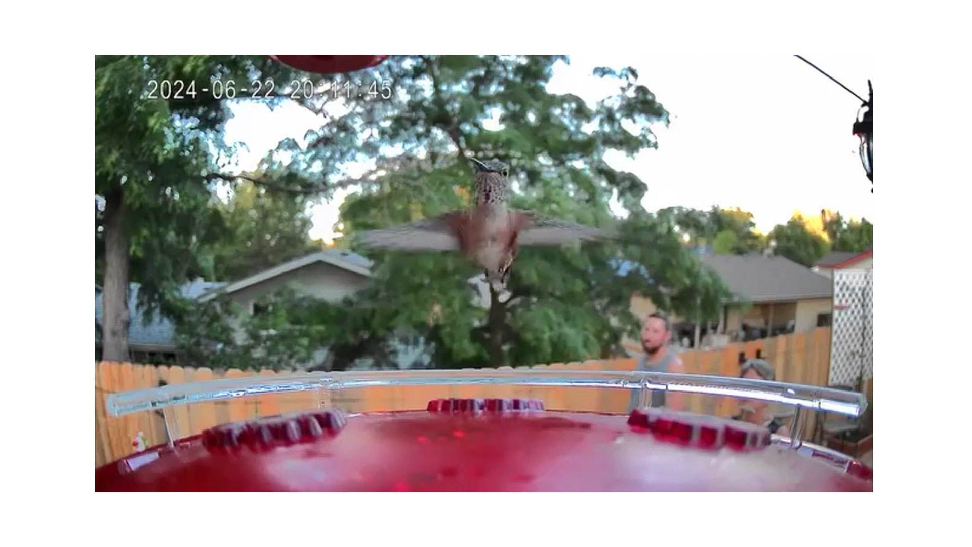 A hummingbird mid flight at a feeder as people watch from their back patio.
