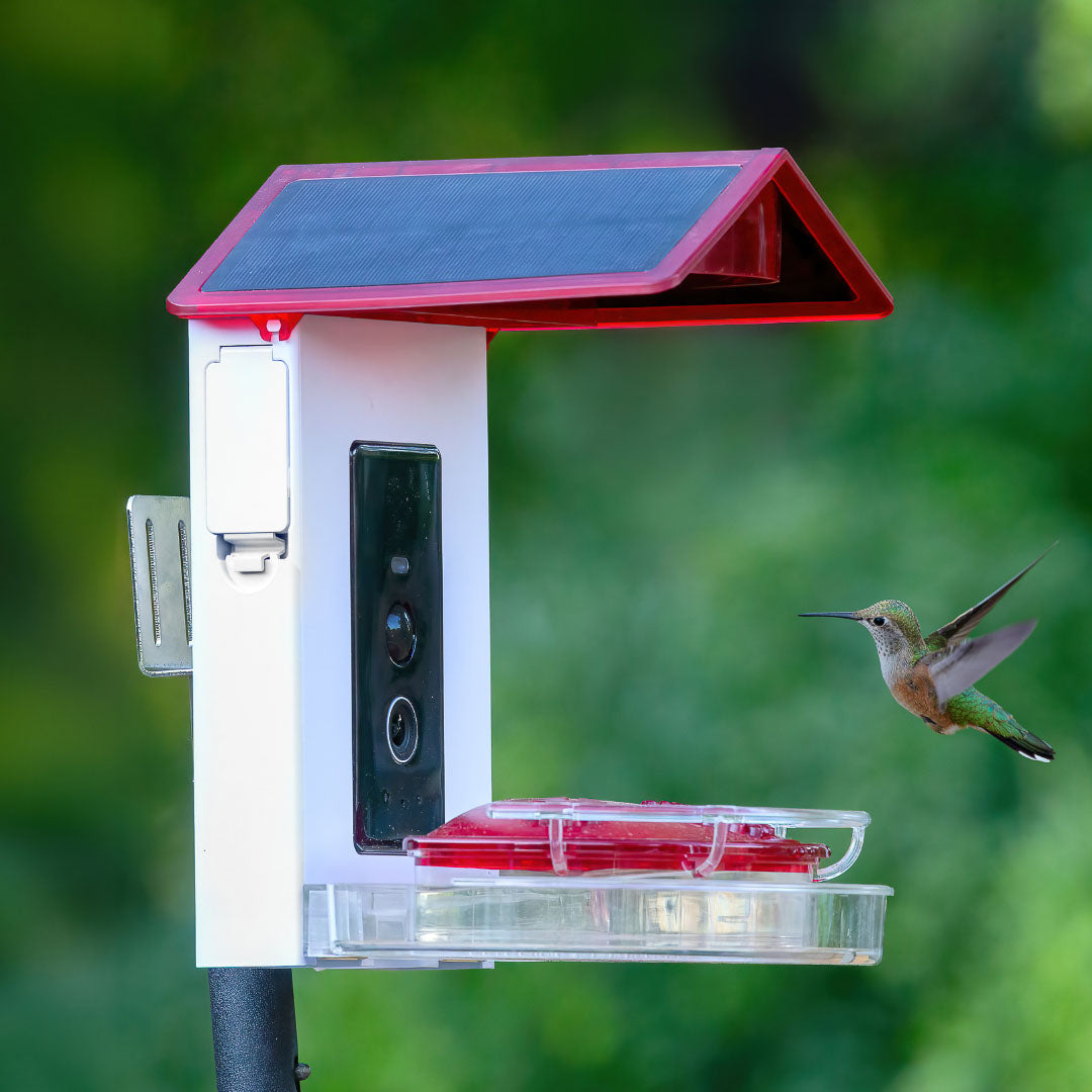 Hummingbird feeder with solar panel and hummingbird in flight against a green background