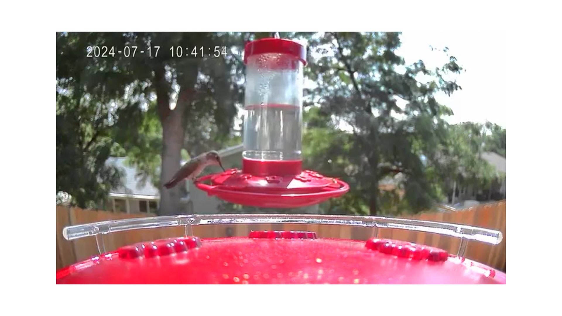 A hummingbird perched on a feeder with trees and a house in the background.