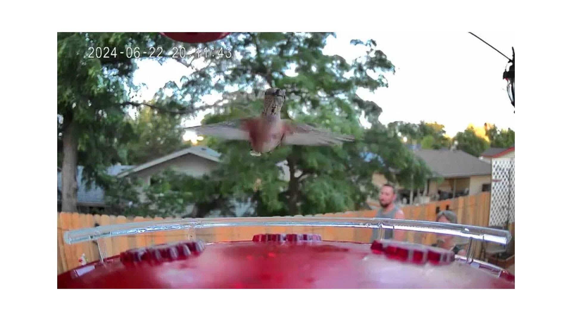 A bird hovering above the perch of a red feeder that's being watched by people in their backyard