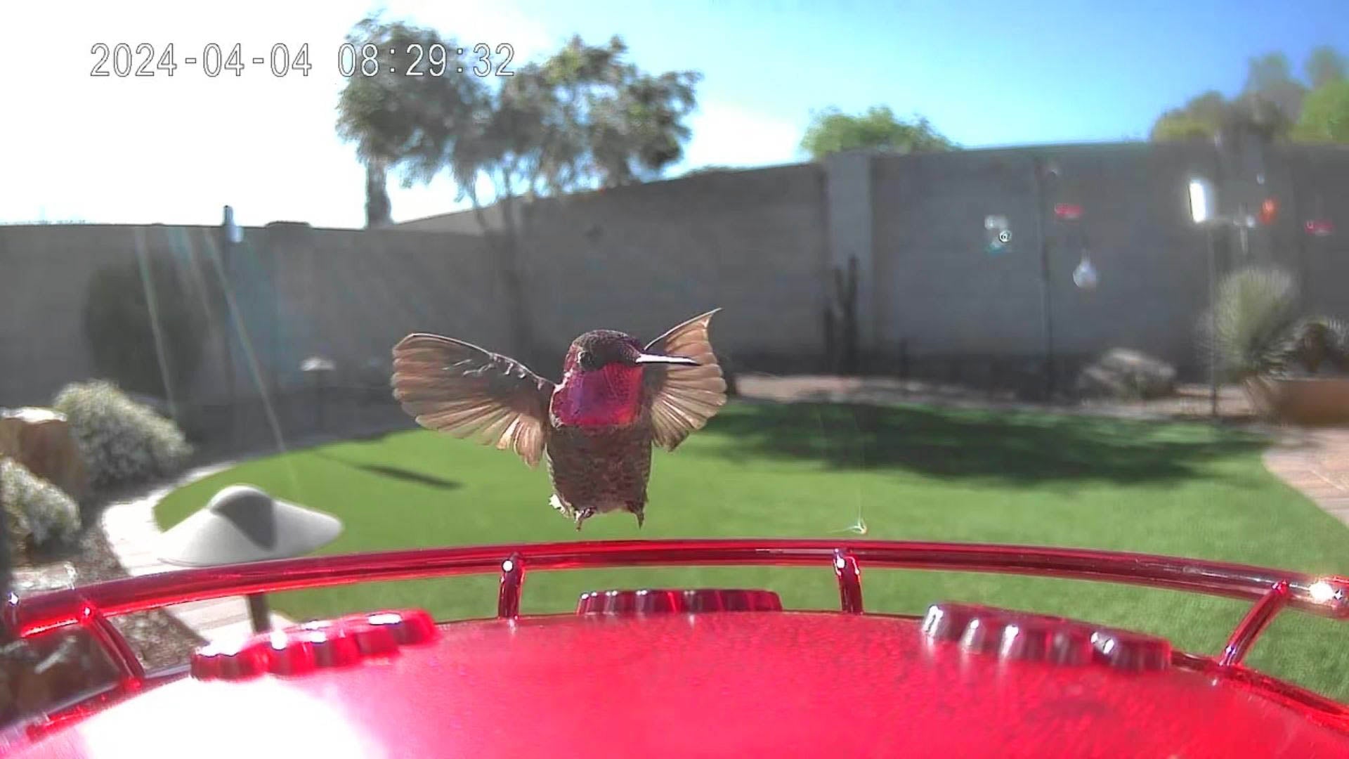 A hummingbird landing on a red perch of a smart bird feeder with someone's backyard in the background