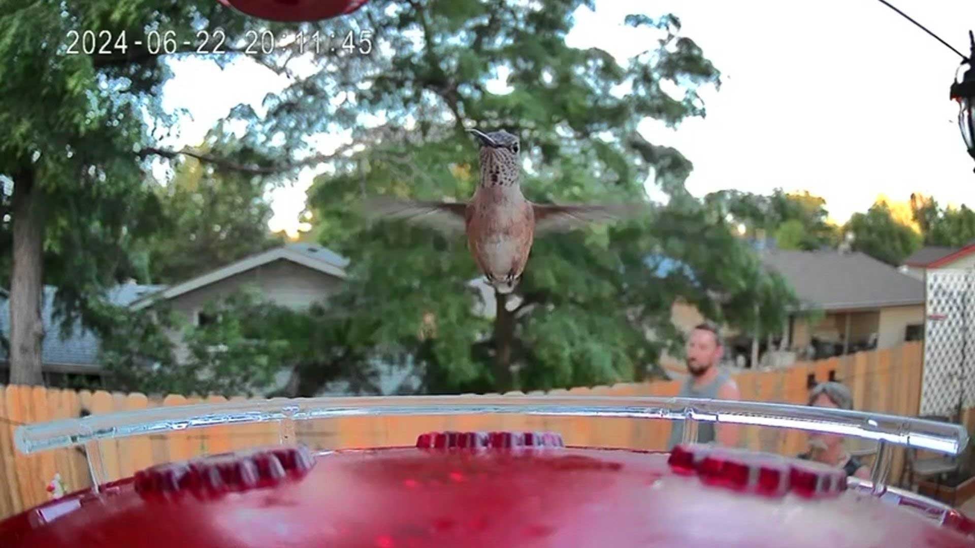 A hummingbird flapping its wings at a feeder with 2 people watching in the background.
