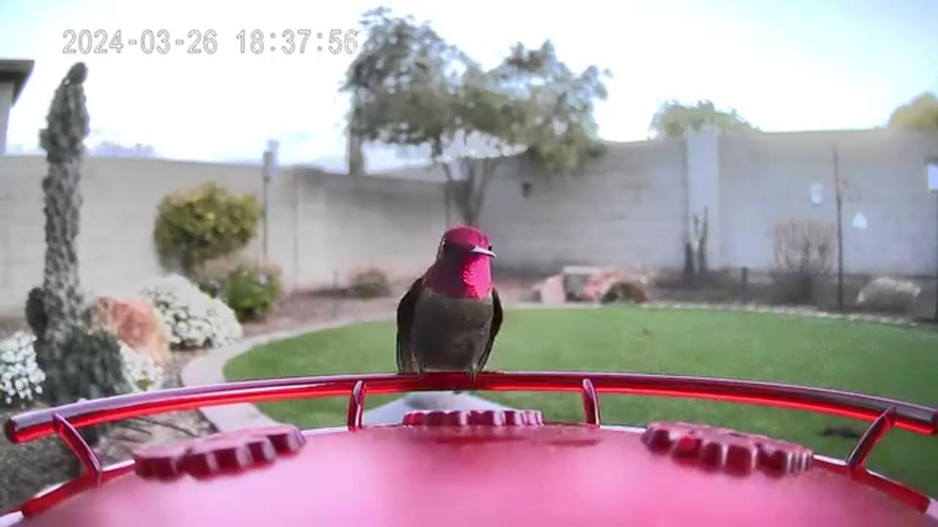 A hummingbird with a bright red face is sitting perched on a smart hummingbird feeder in an arid backyard