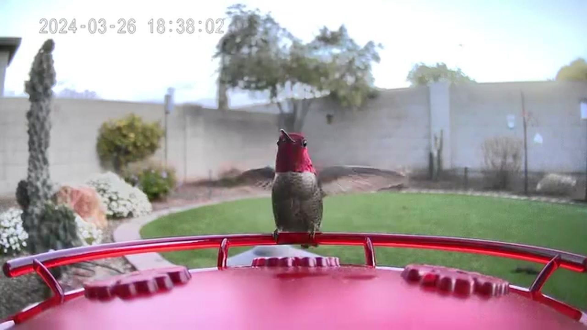A red faced hummingbird sitting on the perch of a feeder flapping it's wings in someone's backyard