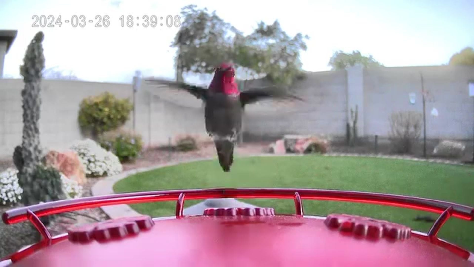 A hummingbird landing on the perch of a feeder in someone's backyard with cactuses and rock decorations