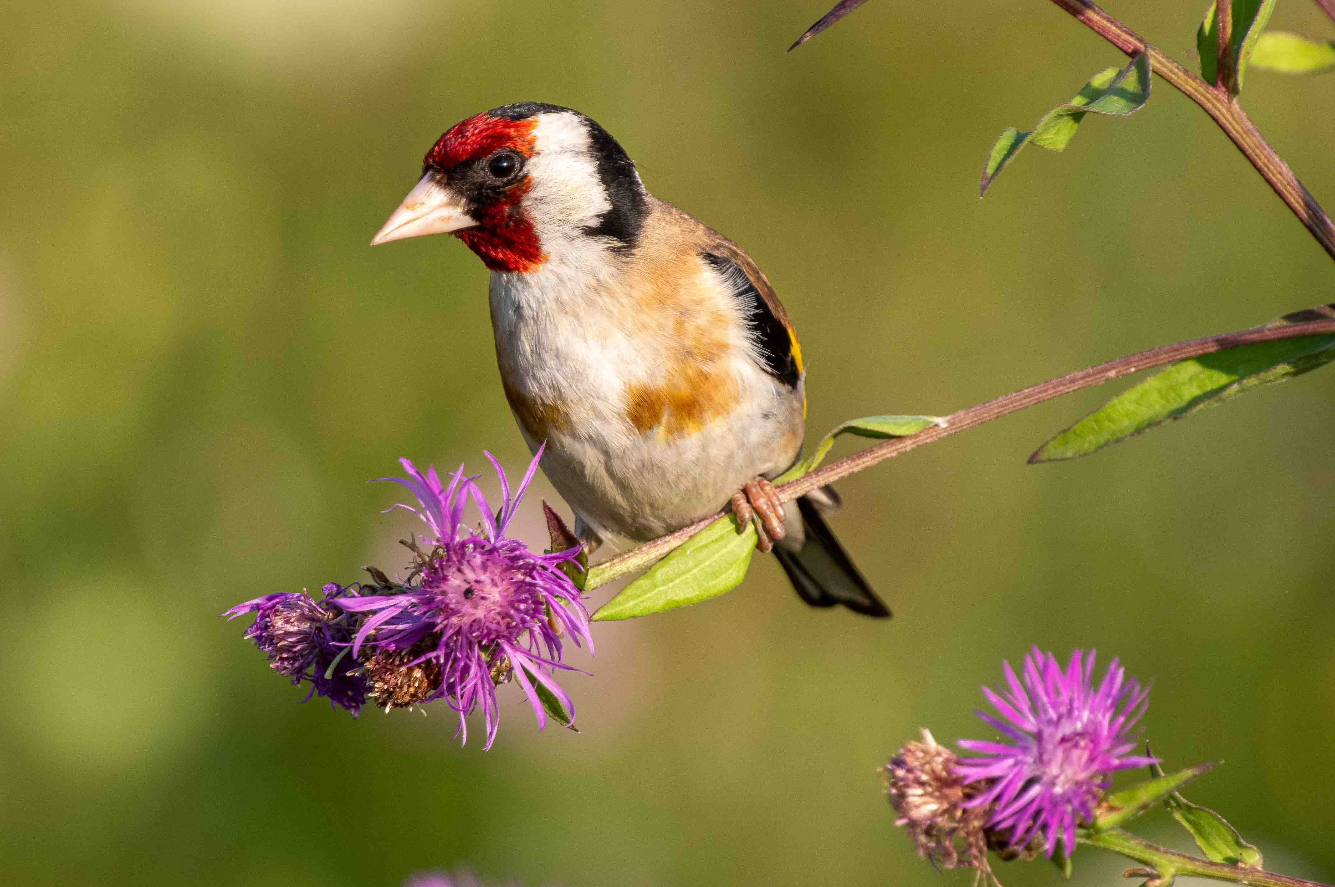 Spring Migration 101: When to Expect Your First Guests