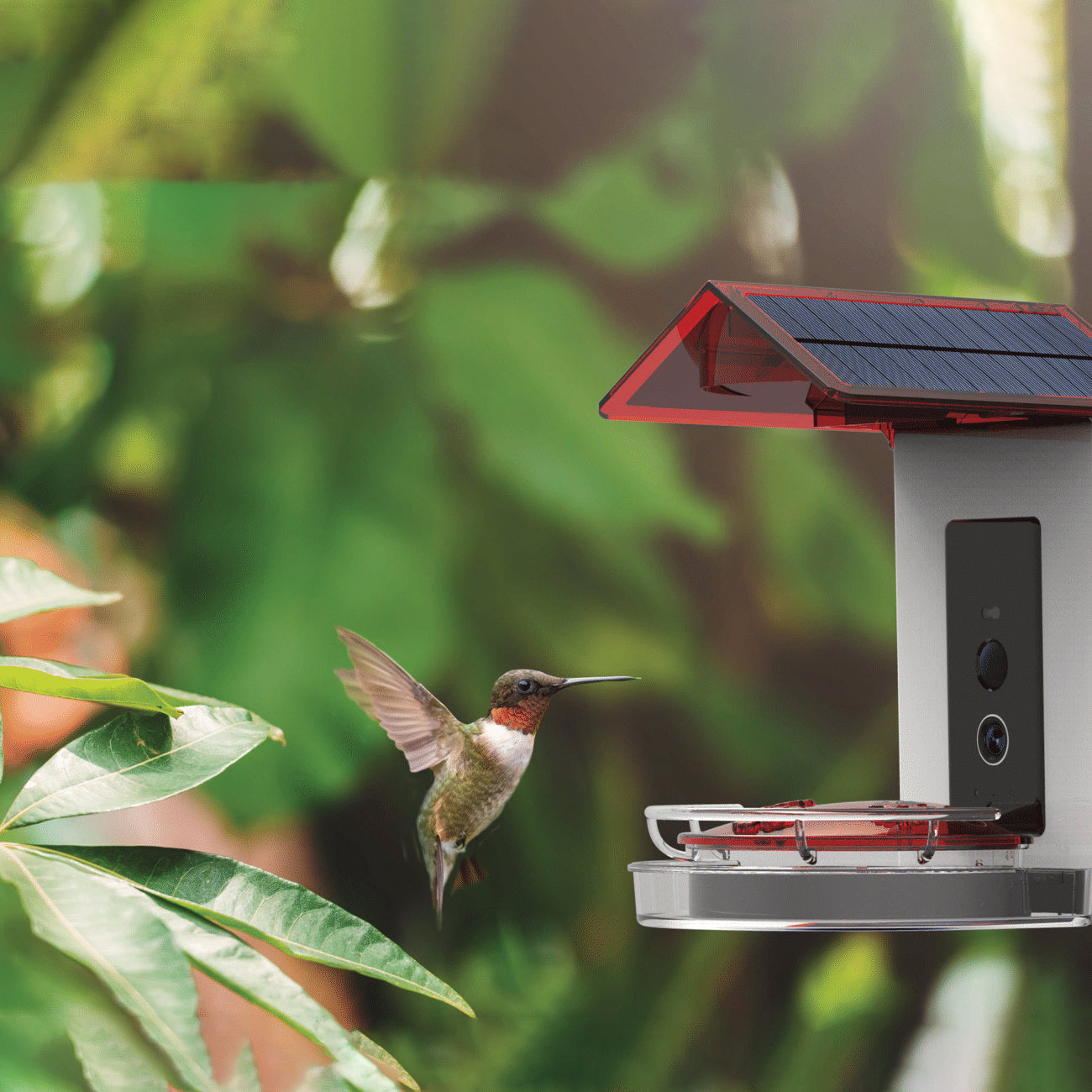 The Ultimate Bird Feeder Buying Guide: Which One is Right for You?