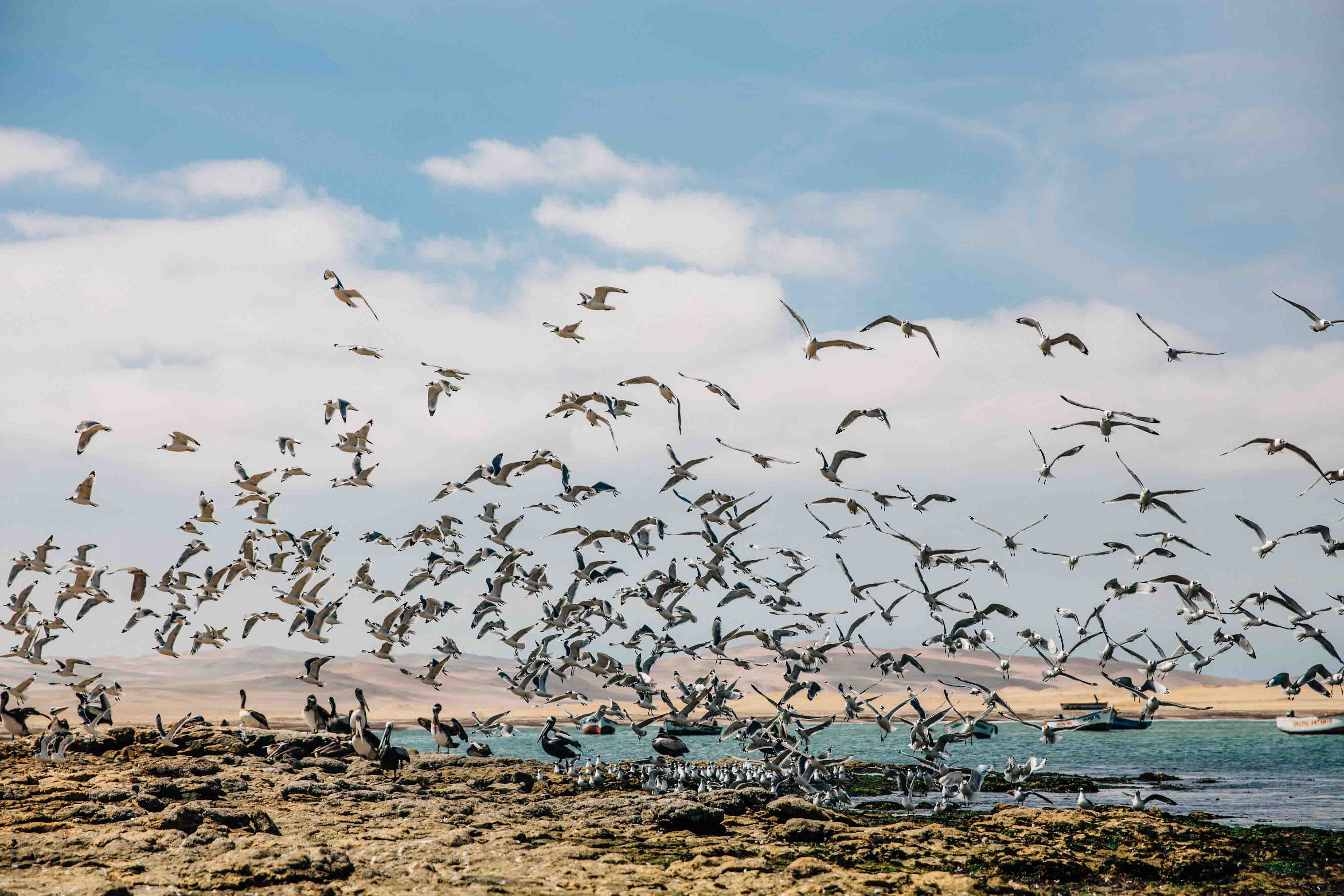 Shareable Nature Moments: How Smart Feeders Bring Families Together for the Holidays