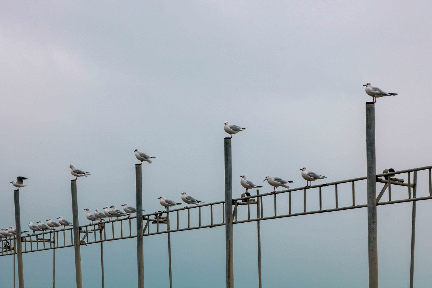 The Best Birds to Spot in December — And How Your Feeder Helps Bring Them In
