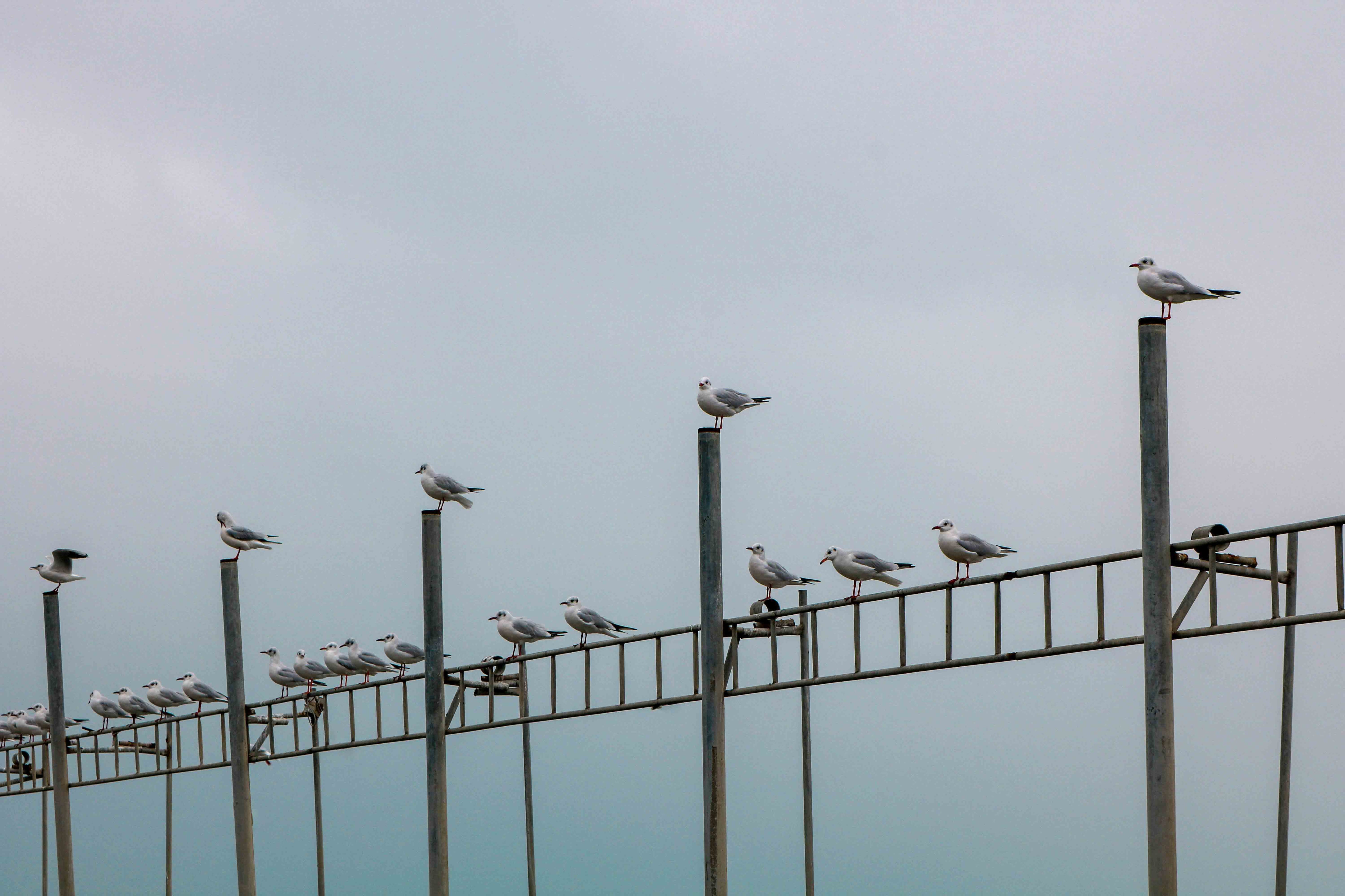 The Best Birds to Spot in December — And How Your Feeder Helps Bring Them In