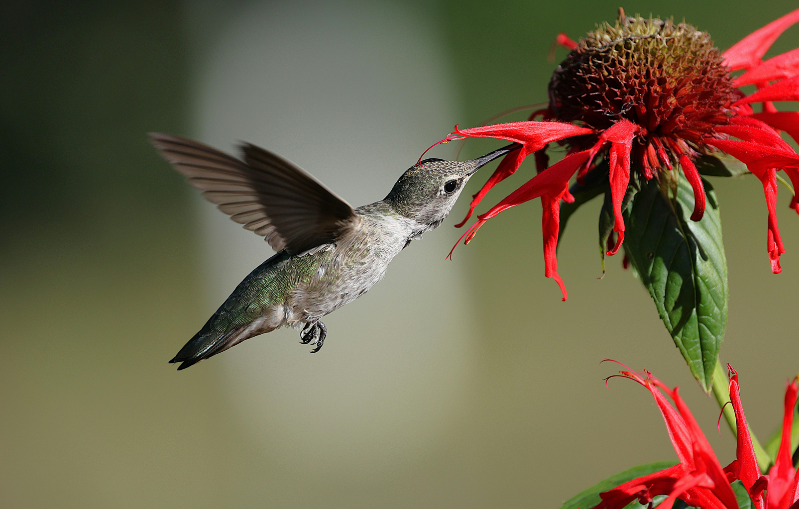 Why Smart Hummingbird Feeders Are Changing Backyard Birdwatching