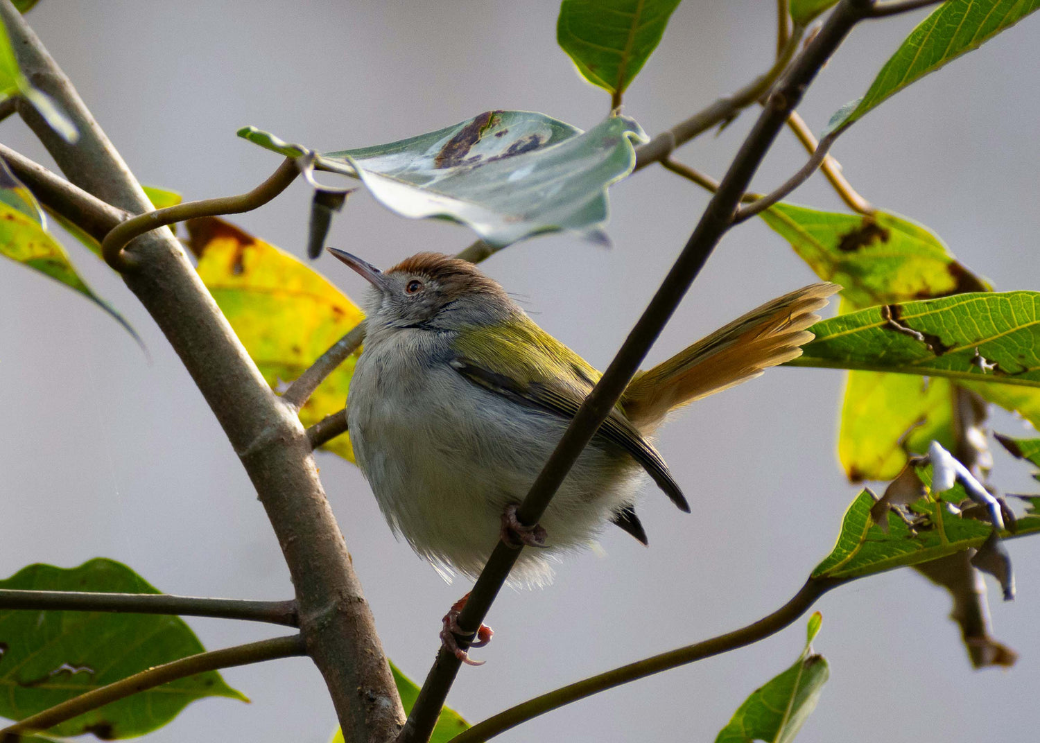 Setting Up a Year-Round Birdwatching Routine for 2026