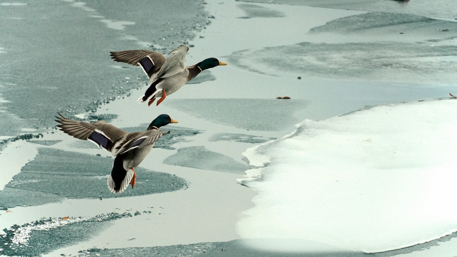 How Birds Survive Cold Nights (And How You Can Help Them)