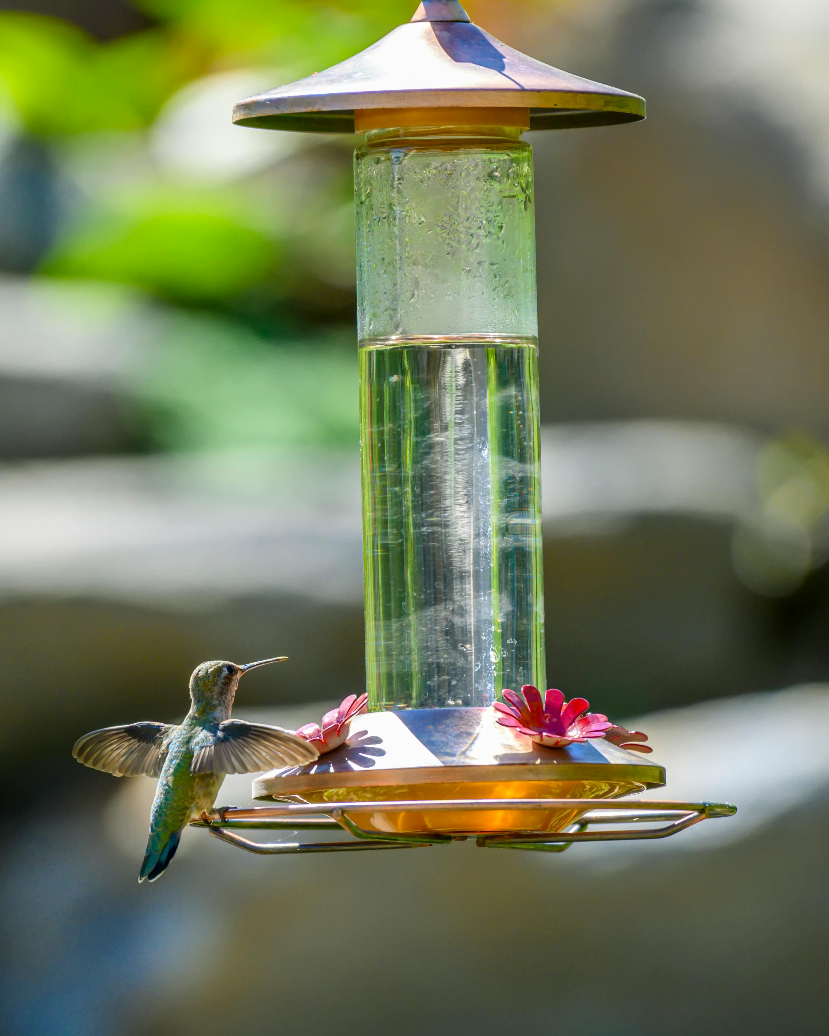 The Smart Bird Feeder Buyer’s Guide: What to Know Before You Buy