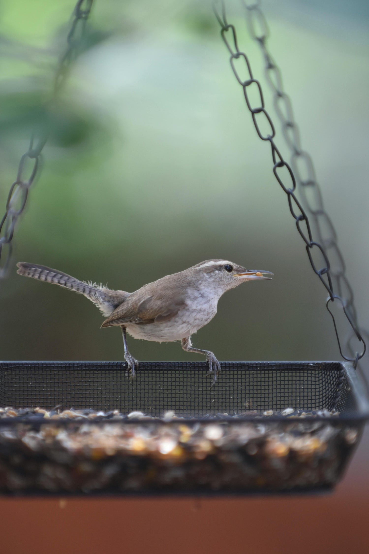 Supporting Wildlife Through Winter: A Gift That Gives Back