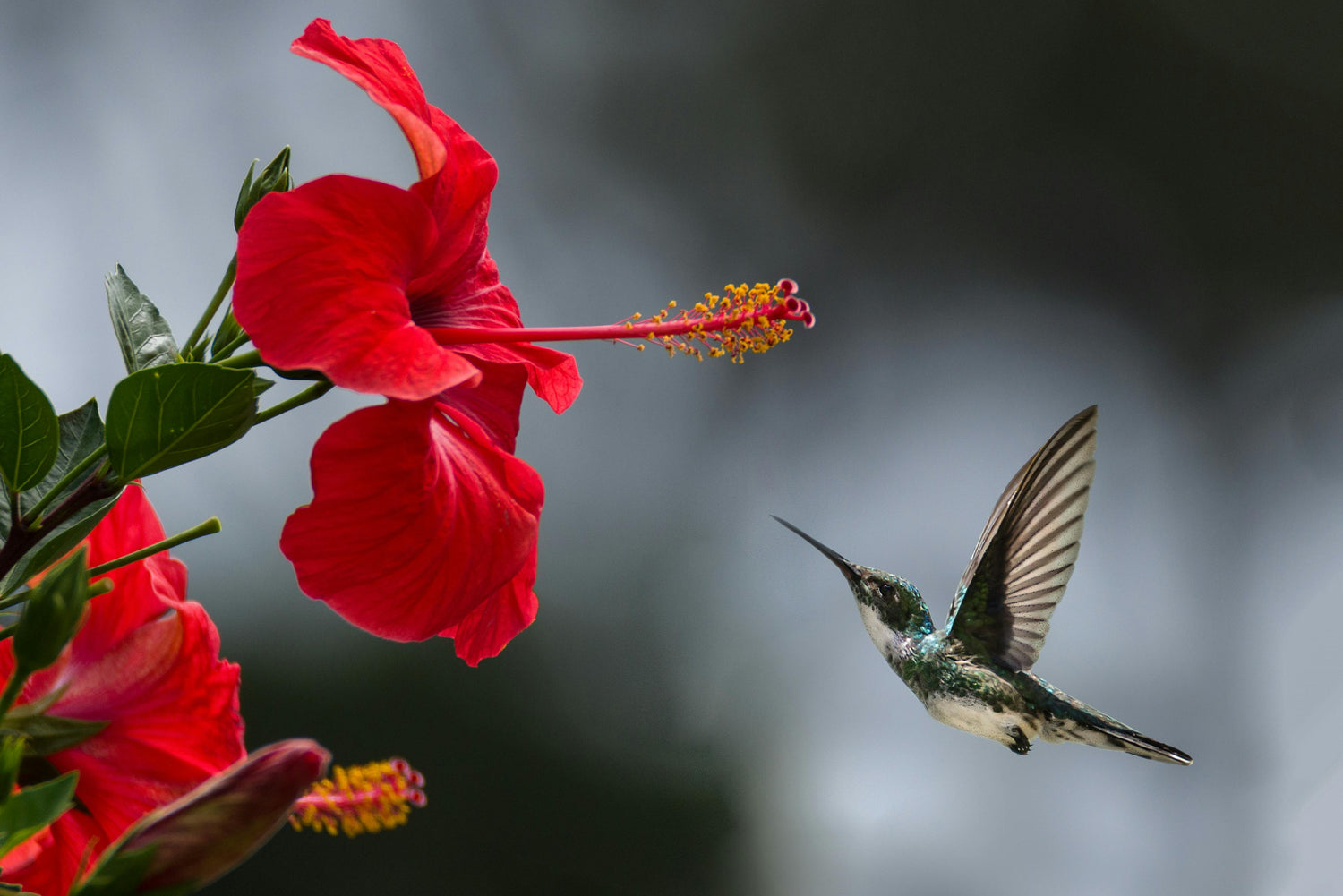 Preparing Your Hummingbird Feeders for Migration Season