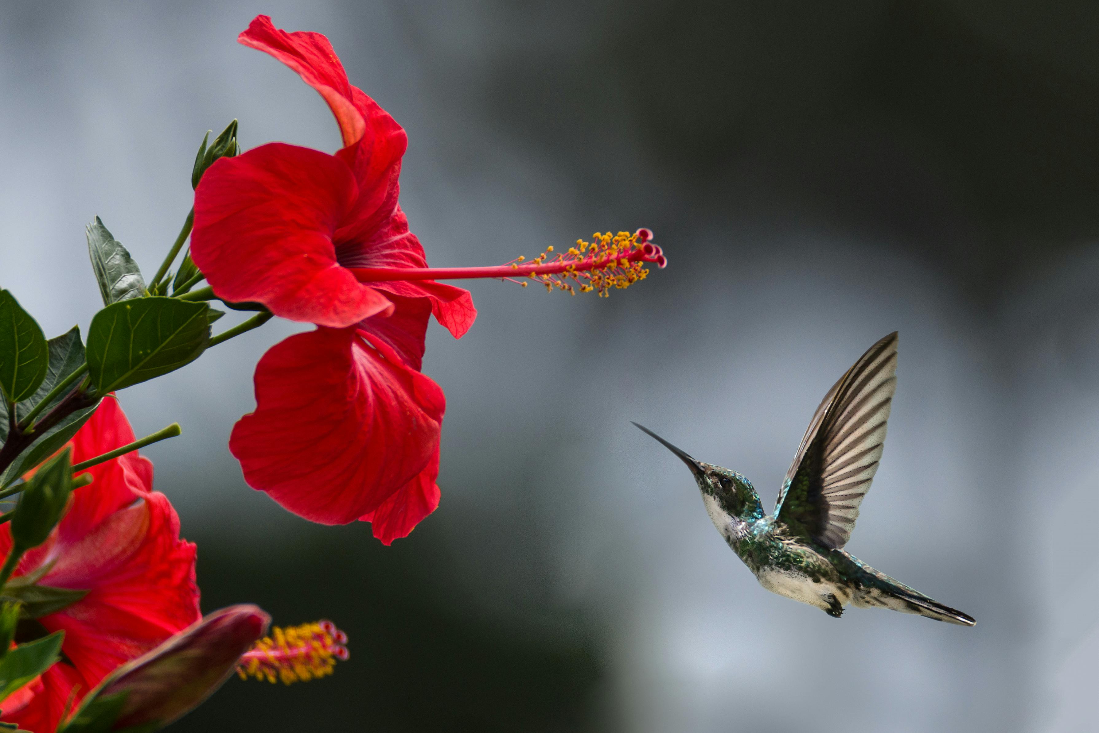 Preparing Your Hummingbird Feeders for Migration Season