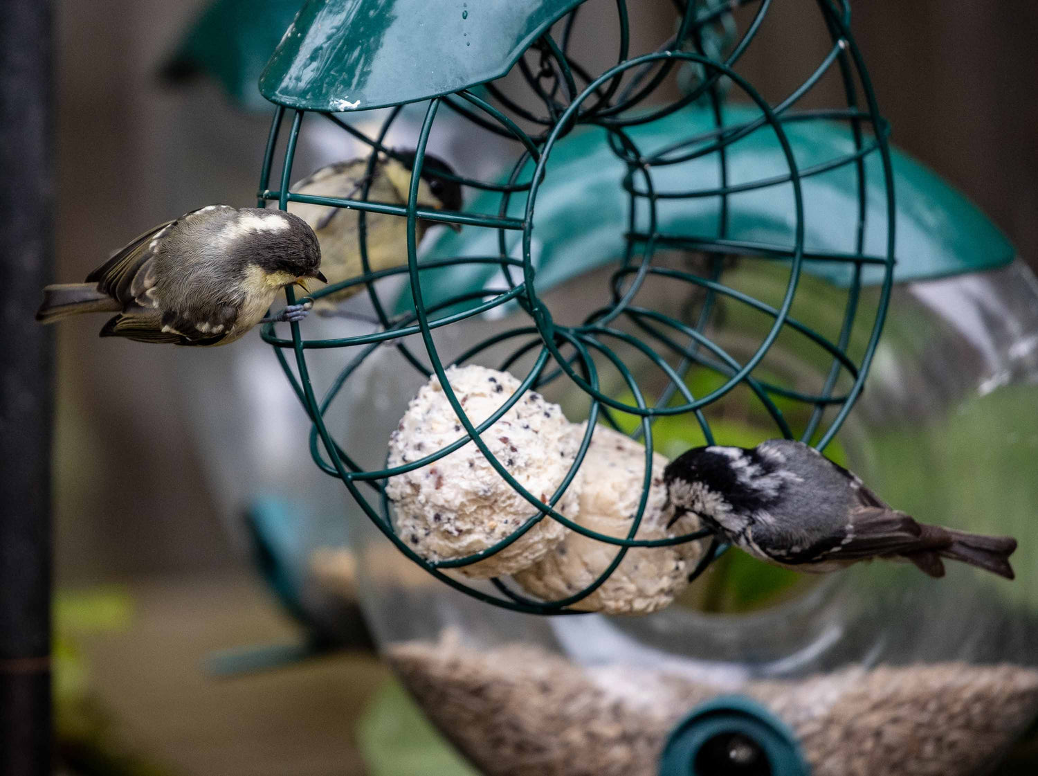 How to Make Your Backyard Wildlife-Friendly This Winter