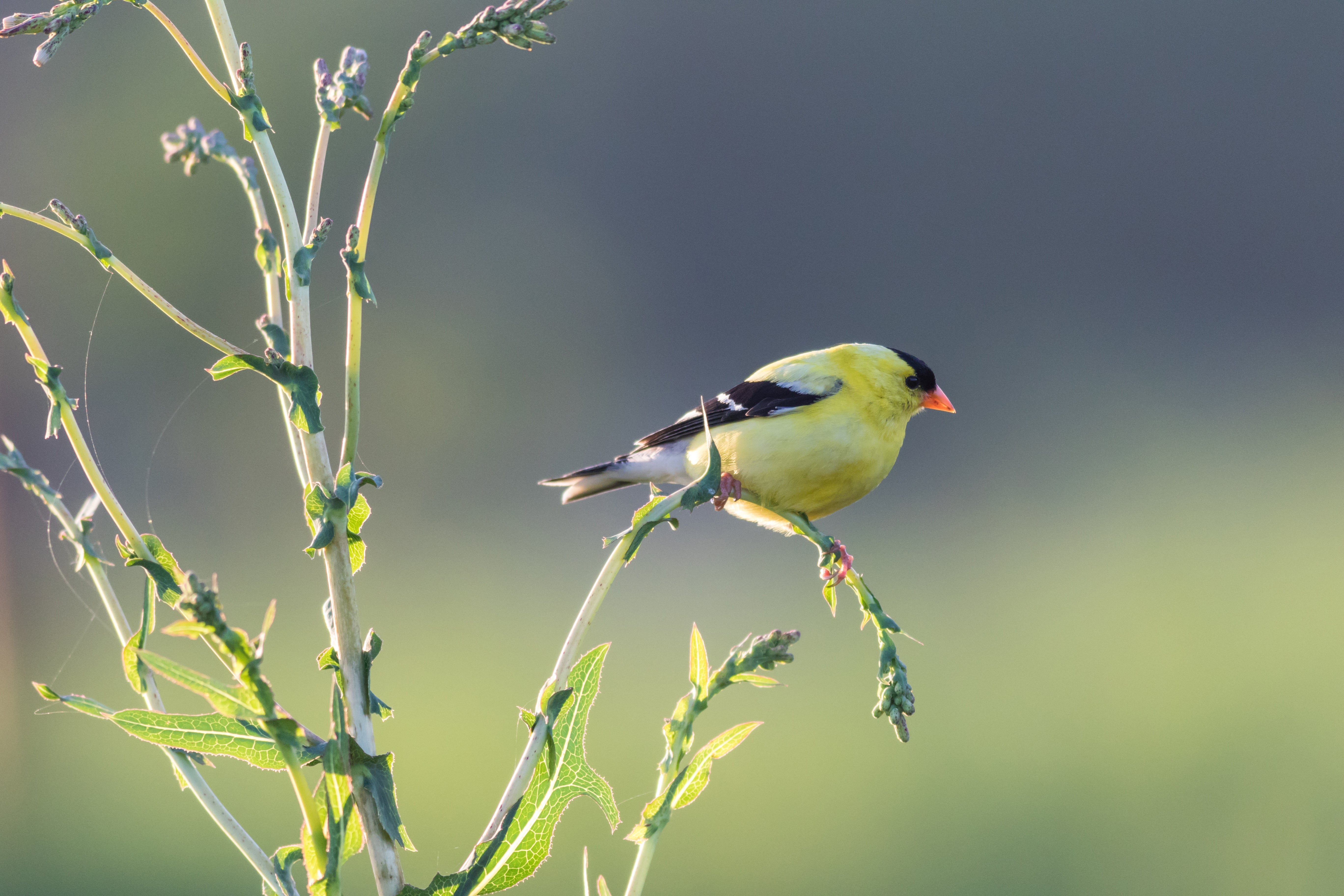 Evening Grosbeak vs. Goldfinch: How to Identify the 2026 Winter Visitors