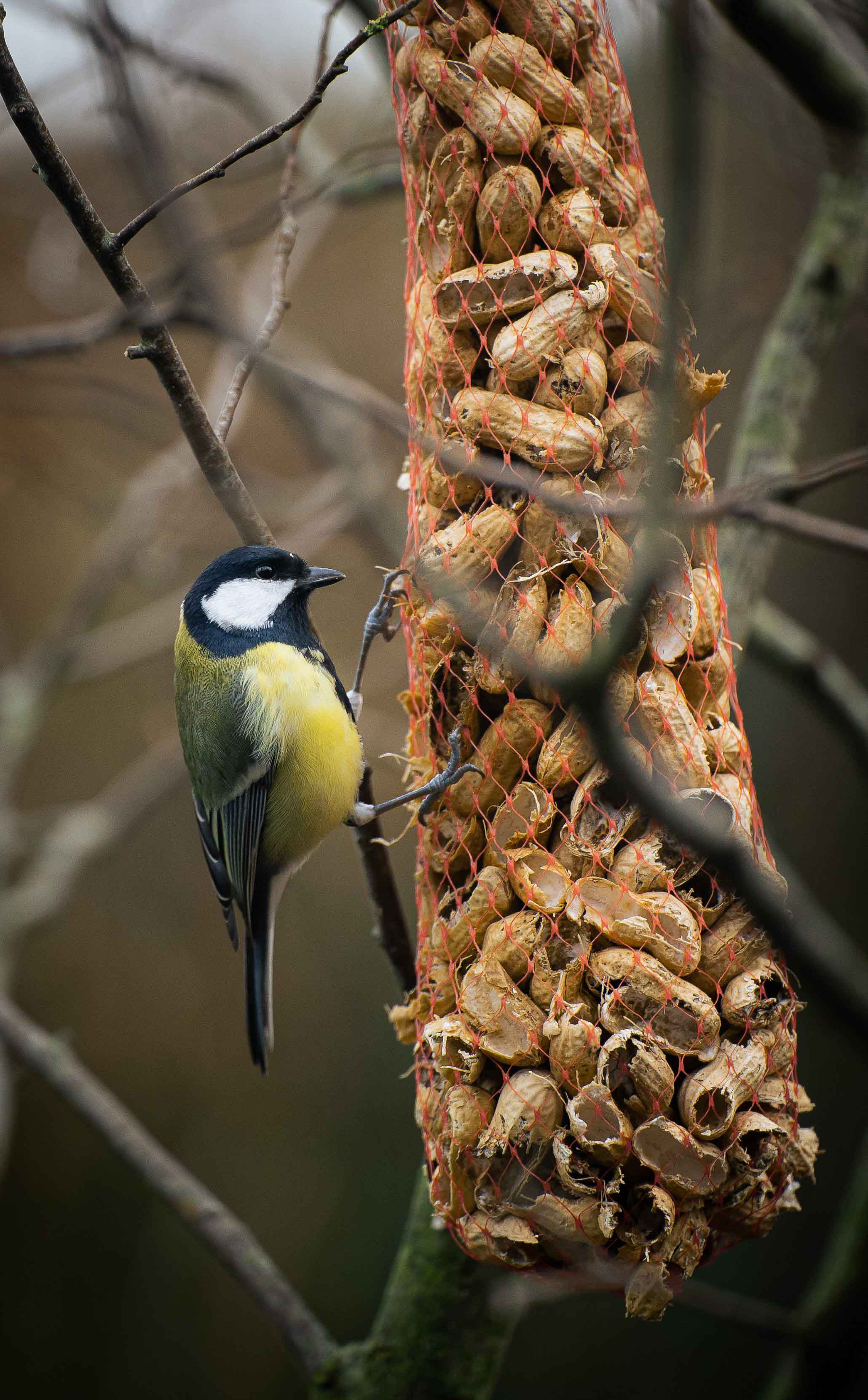 How to Attract New Bird Species to Your Yard in Early 2026
